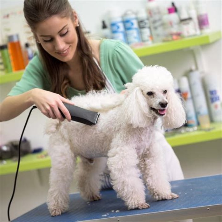 
Florida dog groomer accused of hitting, pulling hair of pets in his care 