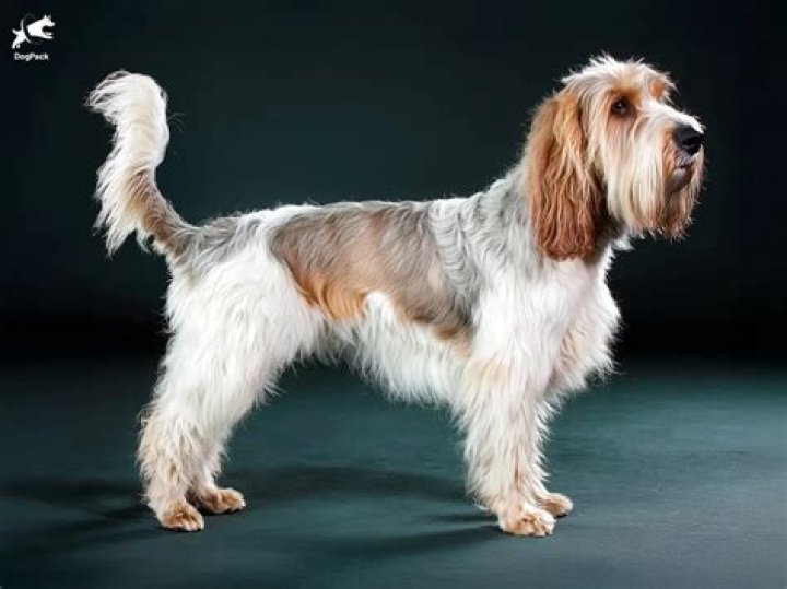 
What is a basset griffon Vendéen? First of its breed wins the Westminster dog show 