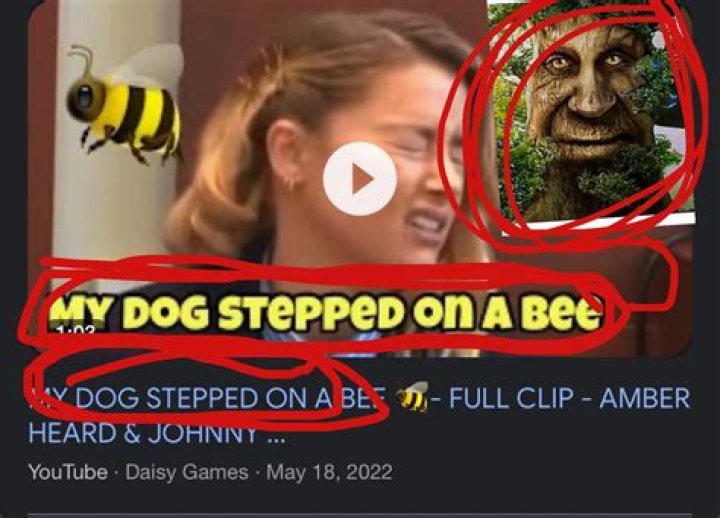 
Why Did Amber Heard Say “My Dog Stepped On A Bee” Context And TikTok Meme Explained 